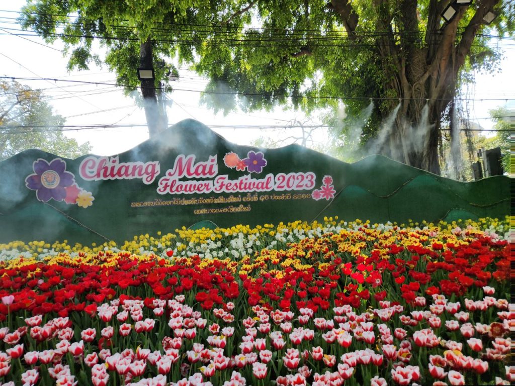 Menikmati Keindahan Chiang Mai di Musim Bunga