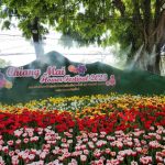 Menikmati Keindahan Chiang Mai di Musim Bunga